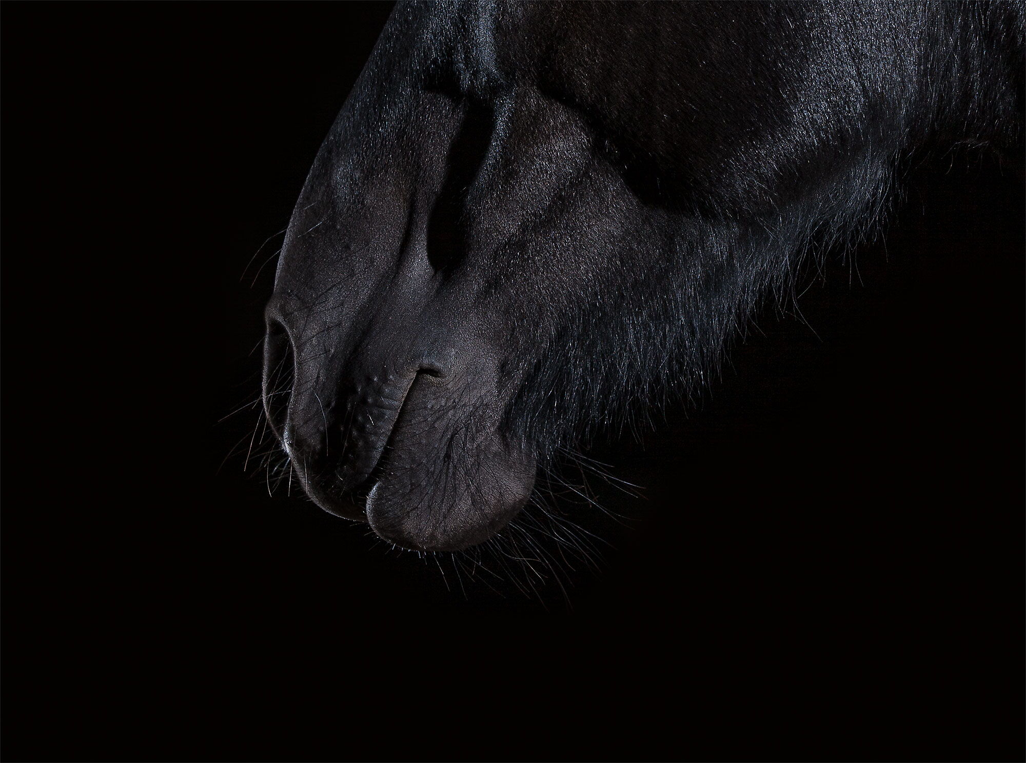 Fotoshooting mit Pferd: Schwarzes Pferd, Detail