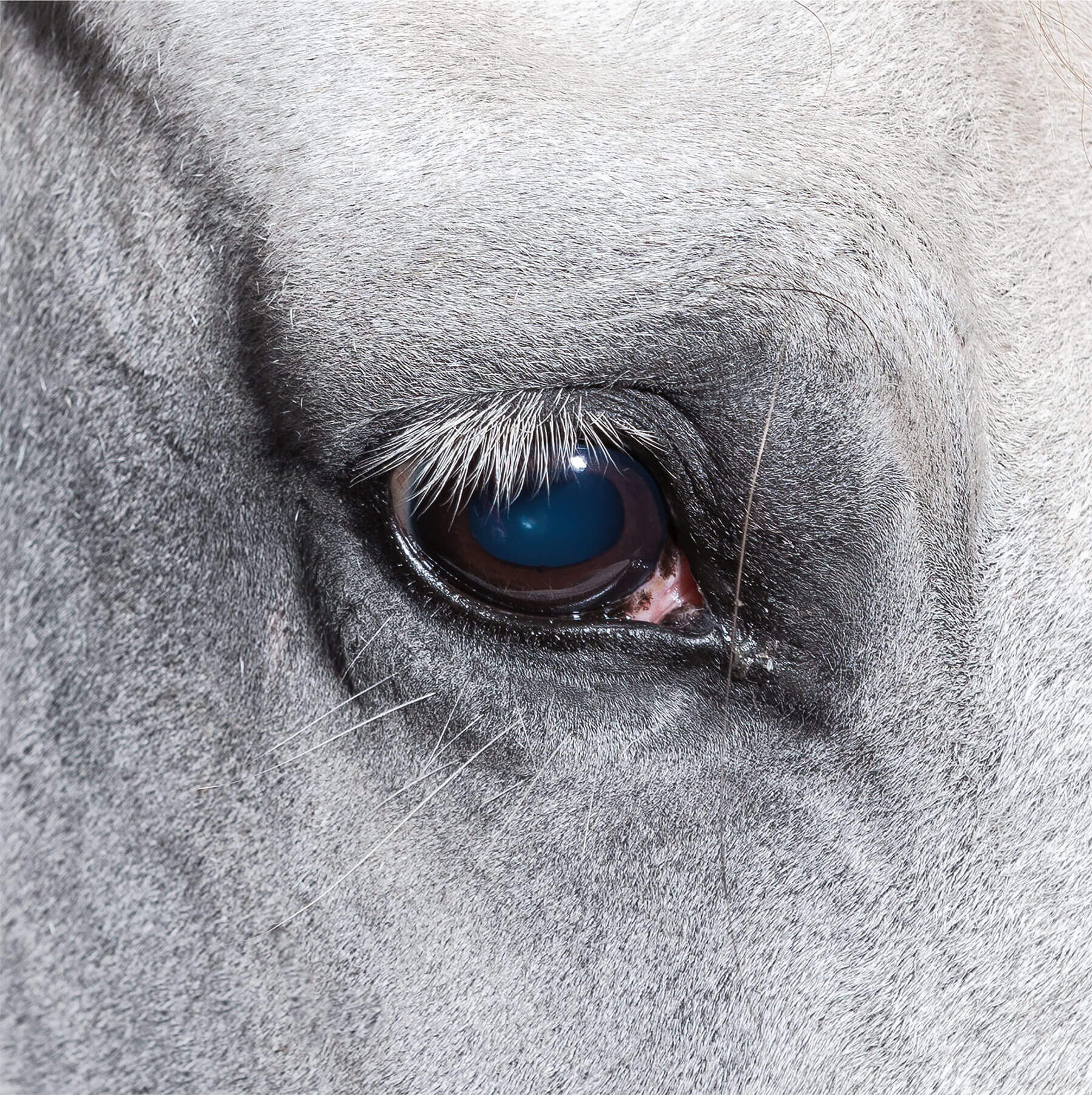 Fotoshooting mit Pferd: Blaubraune Pupille eines weissen Pferdes