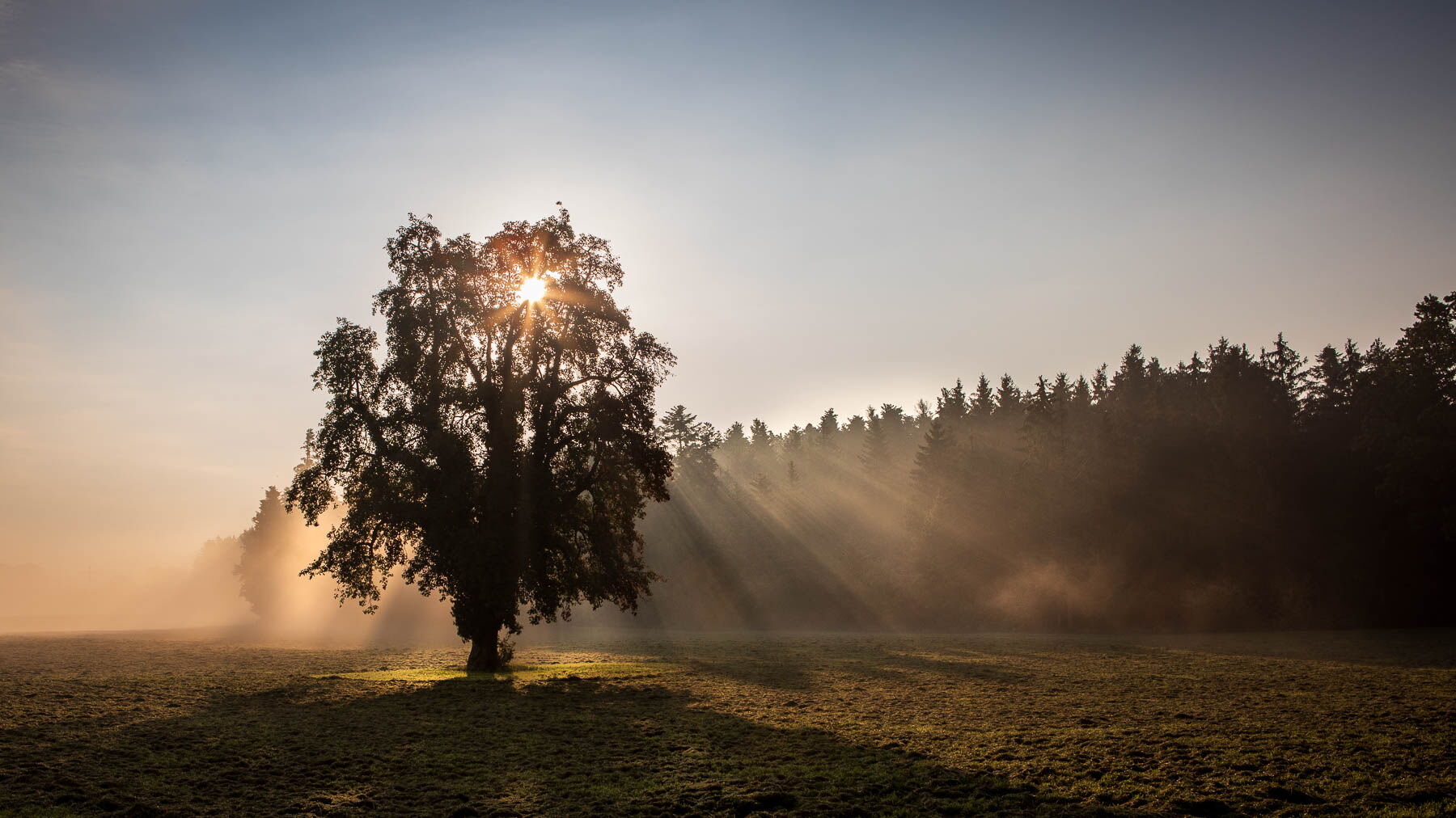 Baum vor Wald mit im Hintergrund durchscheinende Sonne und Nebel