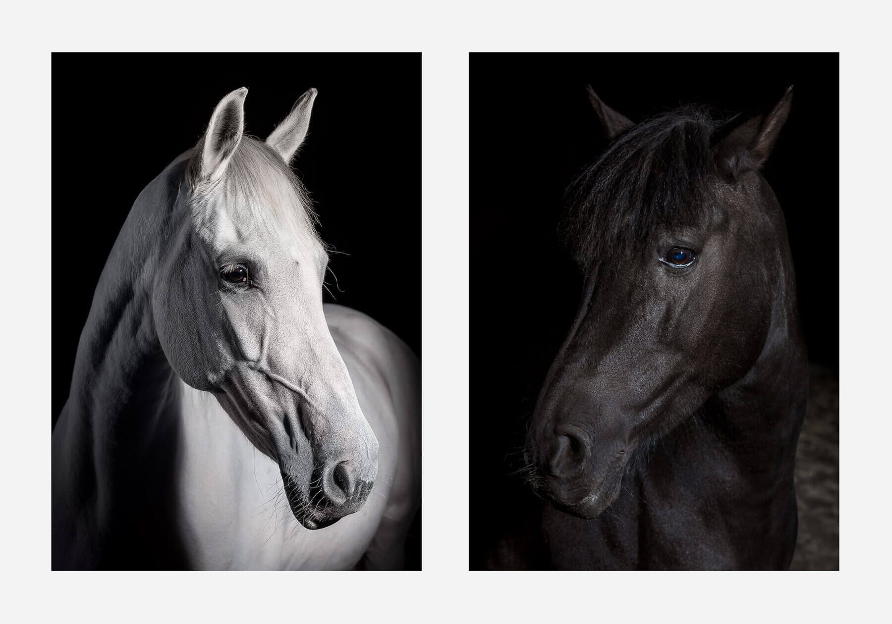 Fotoshooting mit Pferd: Portrait von weissem und schwarzem Pferd