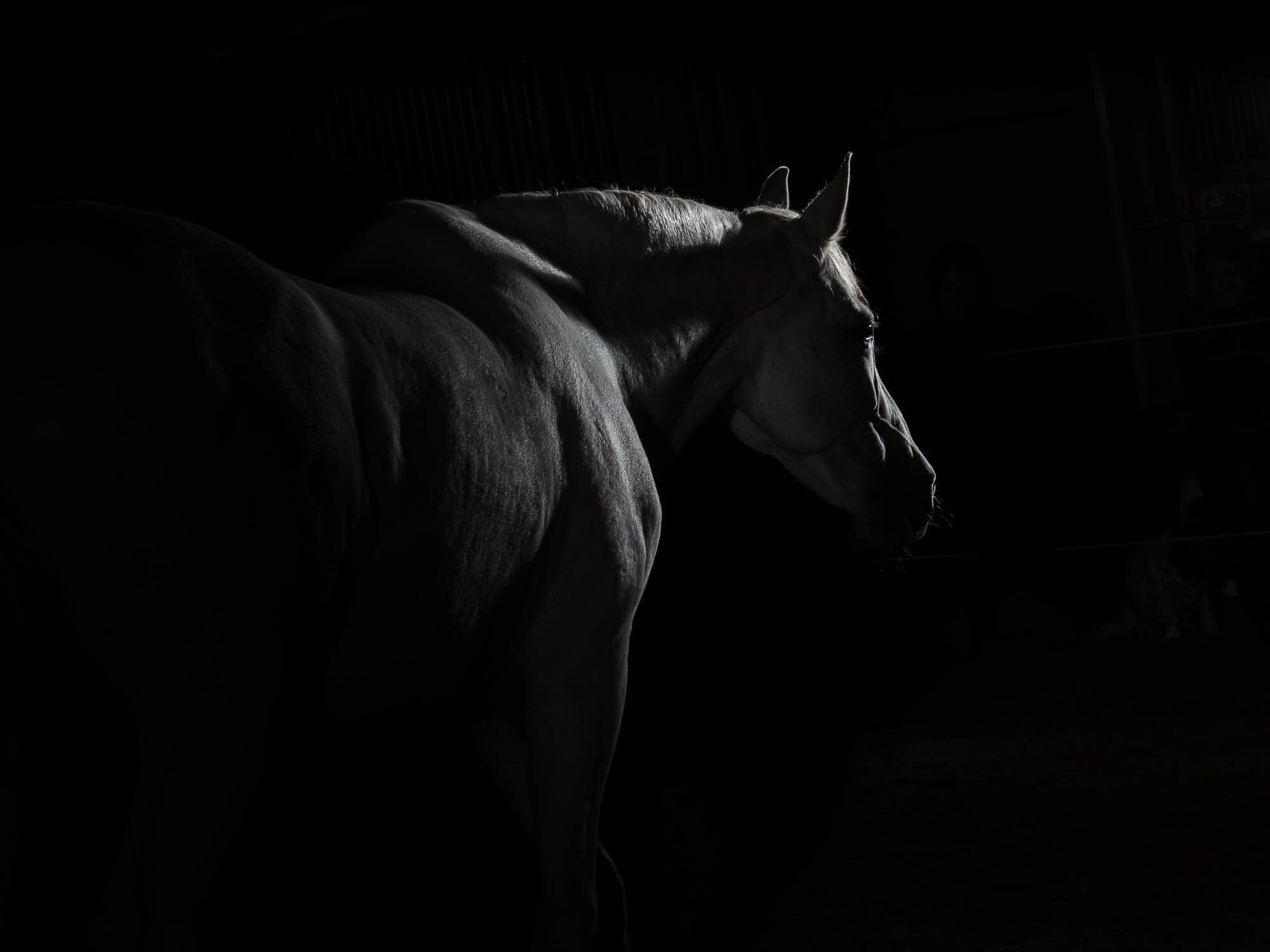 Fotoshooting mit Pferd: Lichtsilhouette eines weissen Pferdes